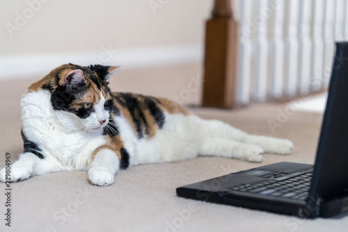 Closeup of calico cat, curious, looking at laptop, notebook, computer, pc screen, funny, on home, house room carpet floor © Andriy Blokhin