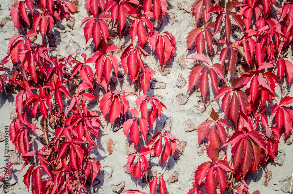 Naklejka premium Red liana on the background concrete wall with granite.