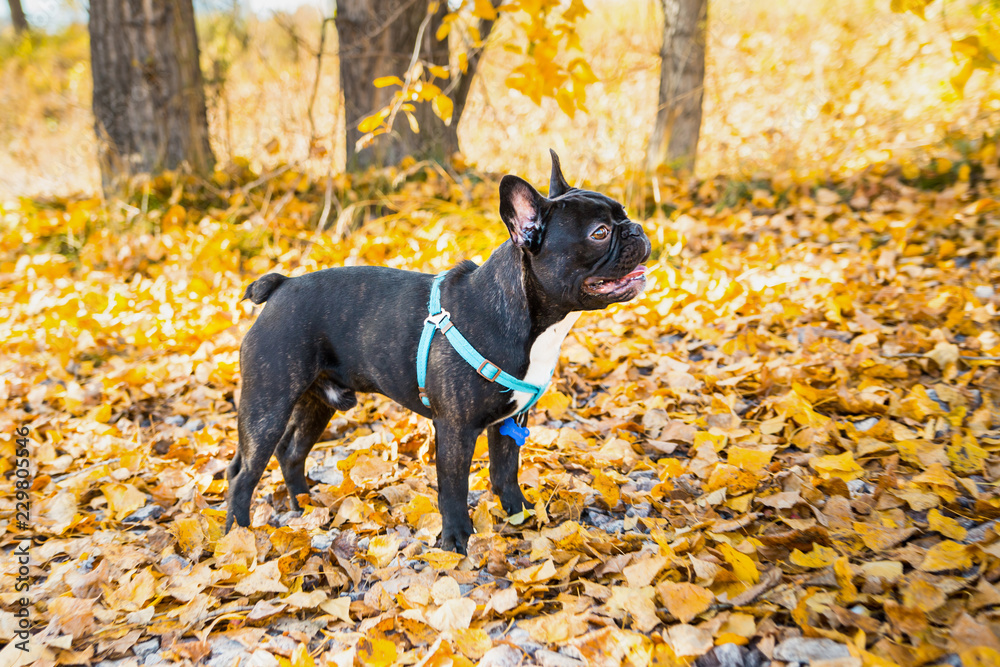 Portrait of young French bulldog on a background of autumnal leaves.