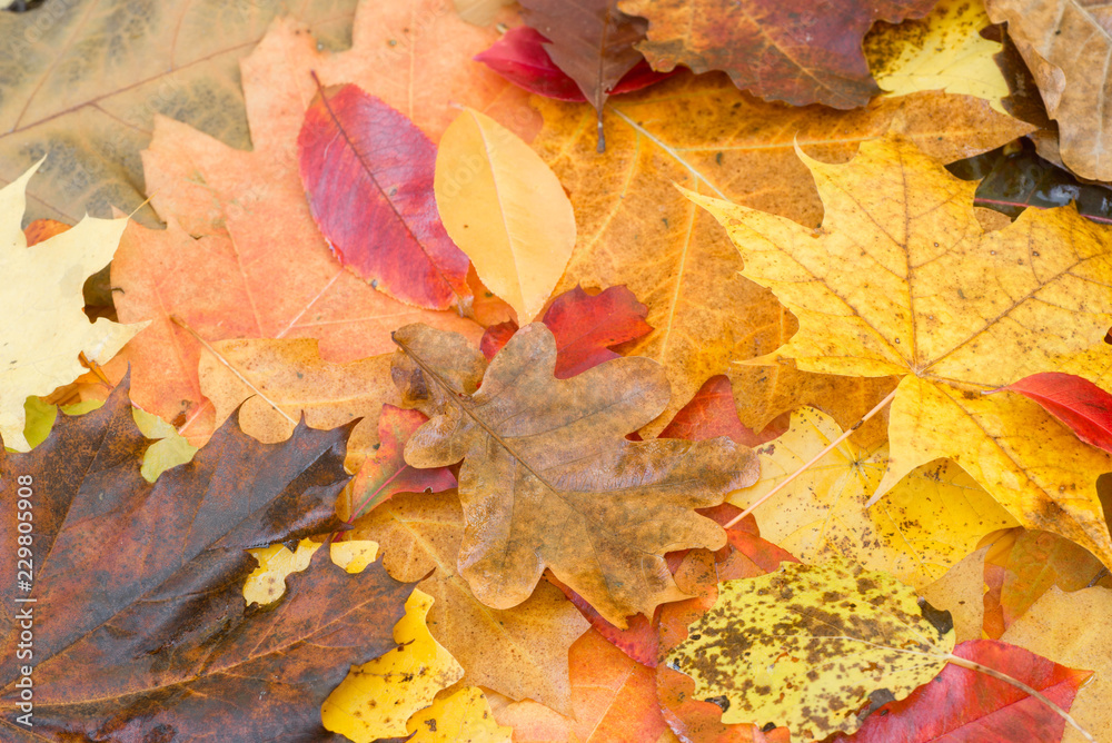 multicolored fallen utumn leaves