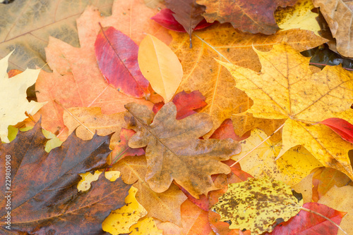 multicolored fallen utumn leaves