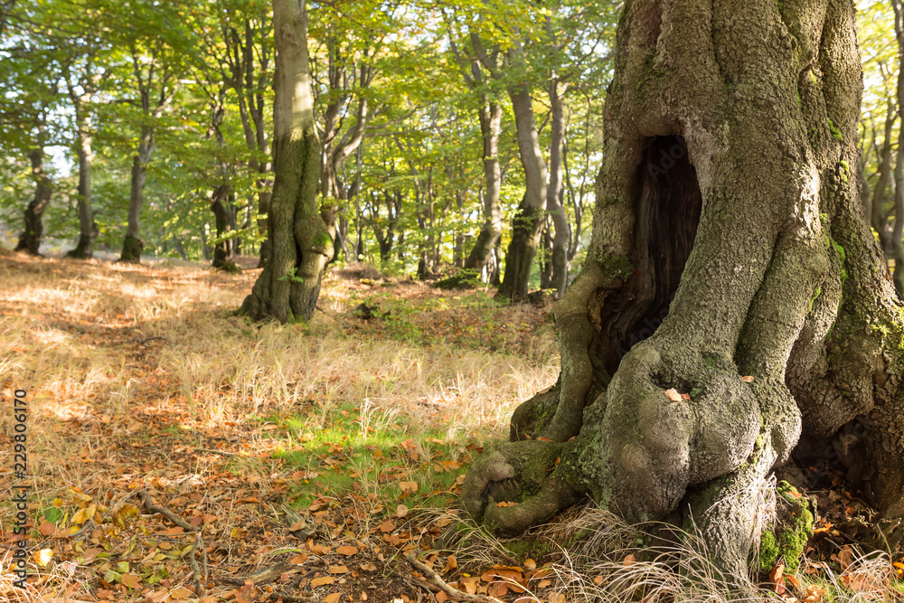 Autumnal beech forest in Czech Republic Autumnal beech forest in Czech Republic