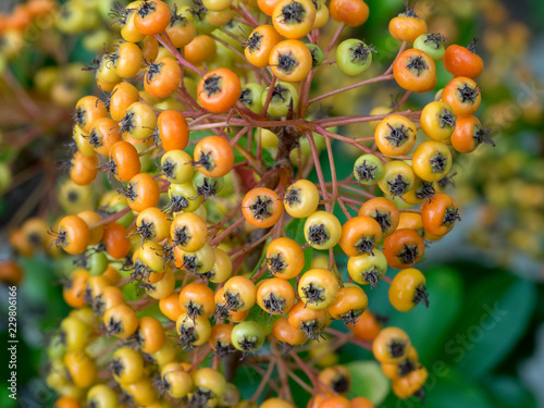 Gros plan sur les fruits ou baies du buisson ardent (Pyracantha coccinea).
