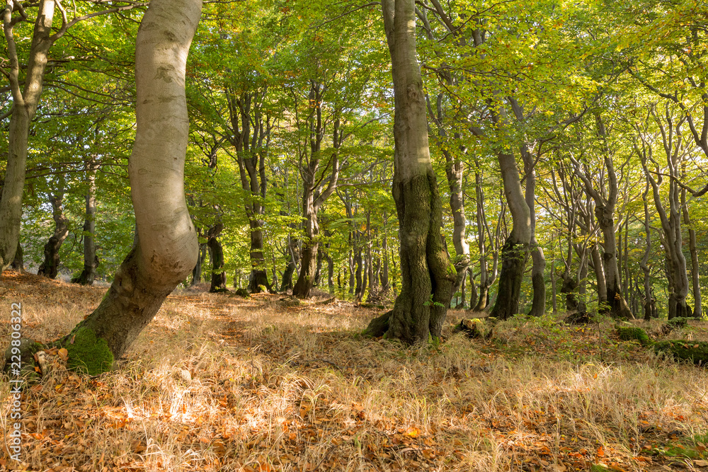 Autumnal beech forest in Czech Republic Autumnal beech forest in Czech Republic