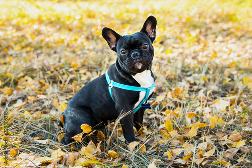 Portrait of young French bulldog on a background of autumnal leaves. © vika33