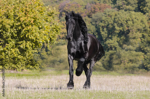 фотографія Friese im Galopp
