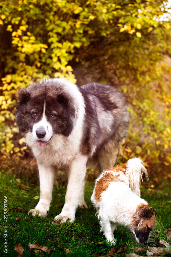 Caucasian sheepdog in autumn time.Adult Caucasian Shepherd dog. Caucasian sheepdog in autumn time.Adult Caucasian Shepherd dog.