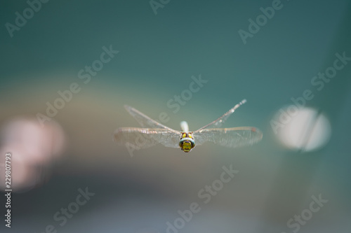 Libellule jaune et bleu en vol © Marc Andreu