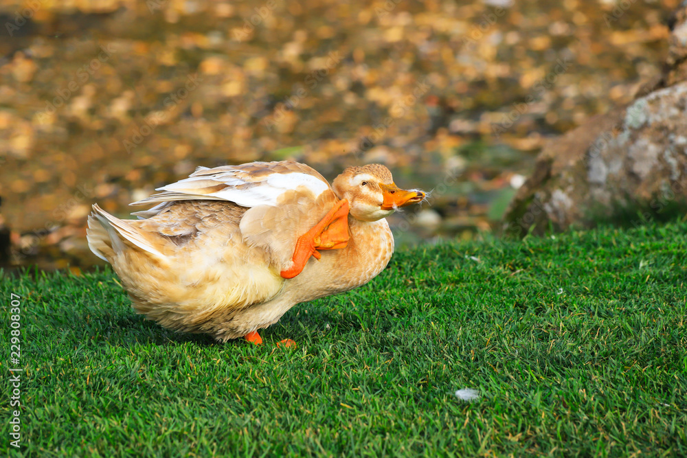 Funny big yellow goose is scratching his head with a paw on a green lawn on a farm. Poultry in the village, waterfow  birds 