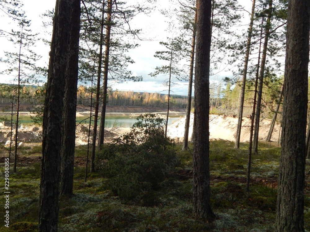 Obraz premium Pine forest, autumn landscape with stones and trees