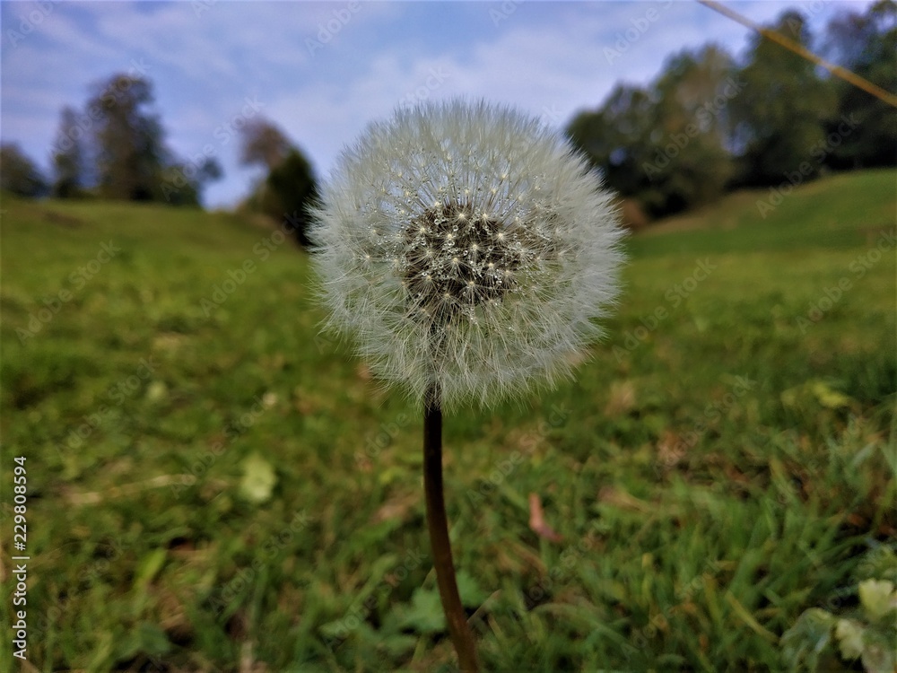 Beautiful dandelion blossom spotted on a meadow in Hinderschloss Beautiful dandelion blossom spotted on a meadow in Hinderschloss