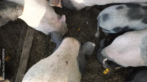 Pigs are fed from swill on the ground