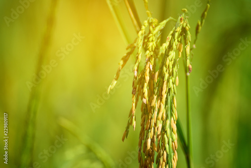 Beautiful Green field of rice background. © Anatthaphon