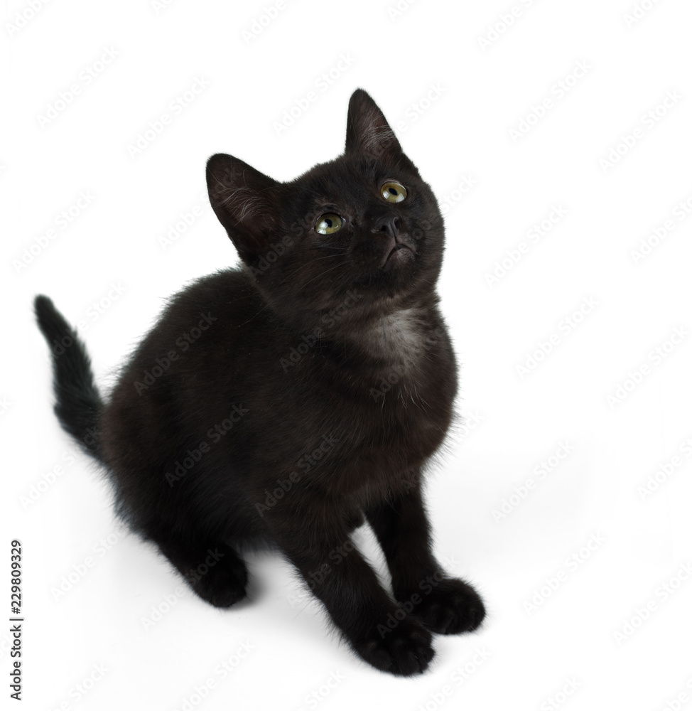 Black kitten sitting looks up. Isolated on white background.