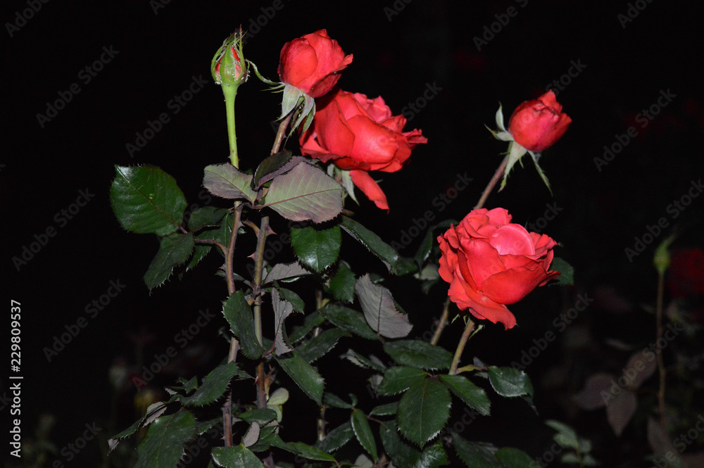 Red velvet roses with flowers at night.