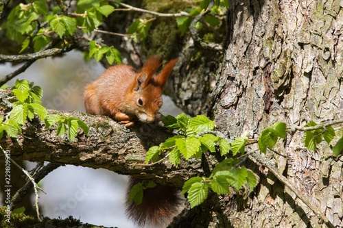 Eichhörnchen 7 © Karl-Heinz Schmidt