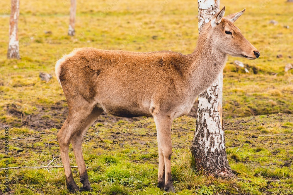 A young deer who has not yet grown horns walks through the pasture and stopped at the birch feeling the danger. The animal lives in the reserve. A young deer who has not yet grown horns walks through the pasture and stopped at the birch feeling the danger. The animal lives in the reserve.