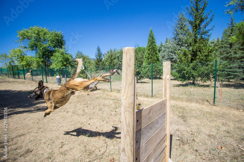 belgian shepherd dog training on agilty mode photo