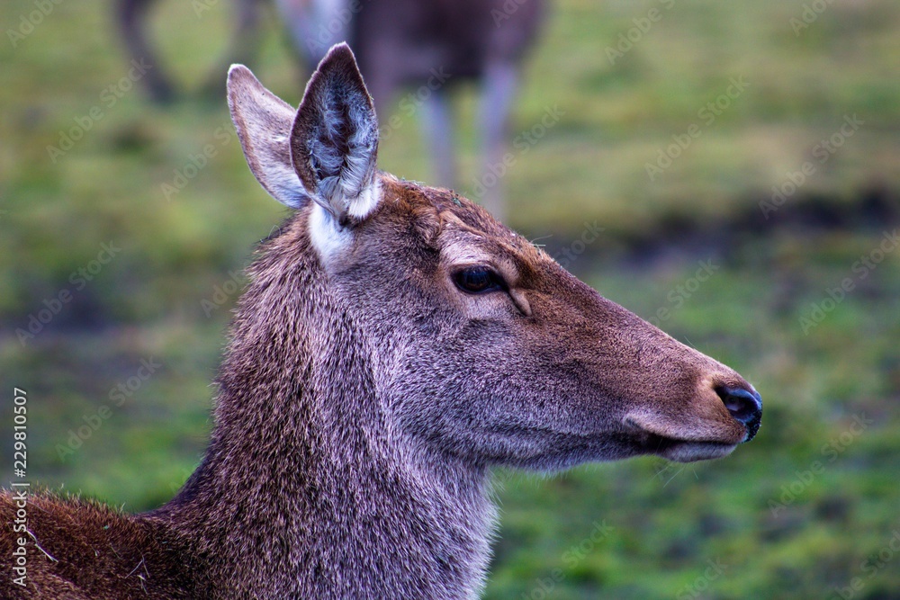 A young deer who has not yet grown horns walks through the pasture. The animal lives in the reserve. A young deer who has not yet grown horns walks through the pasture. The animal lives in the reserve.