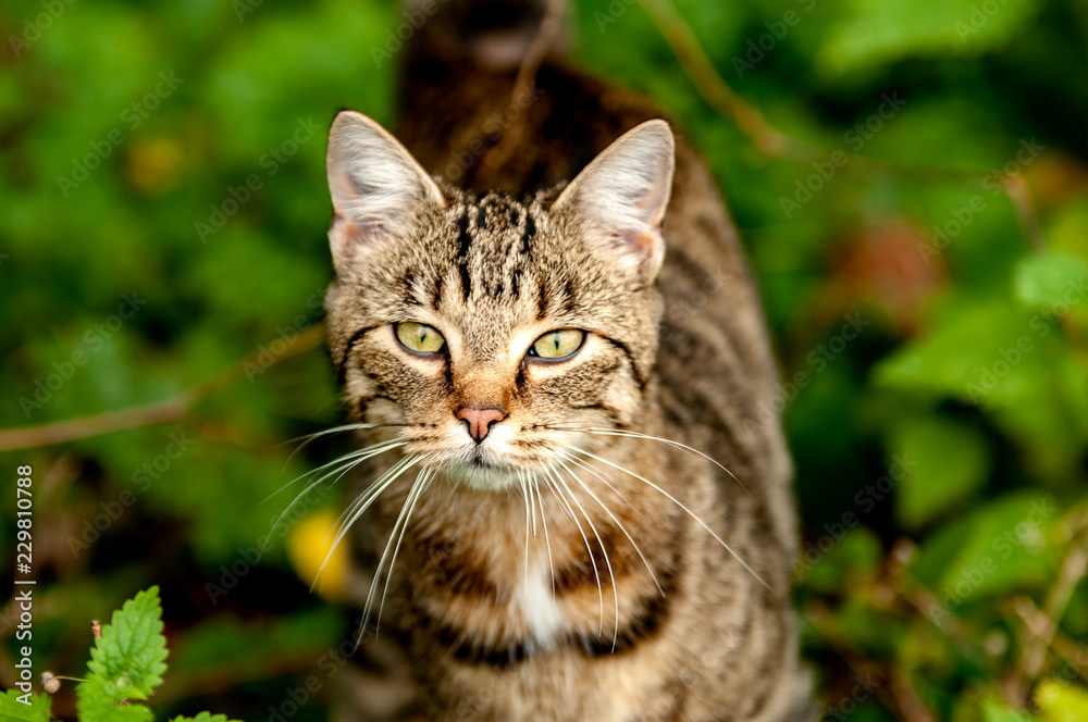 American Bobtail Shorthair Katze im Unterholz auf der Jagd