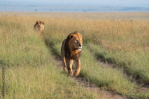 Fototapeta Naklejka Na Ścianę i Meble -  Two lions walking through the savannah