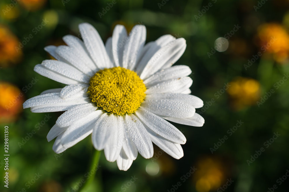 Obraz premium Chamomile, daisy flower closeup shot
