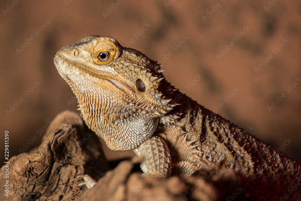 reptile on rock reptile on rock