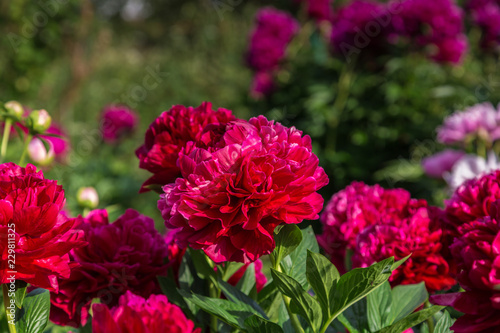 Fototapeta Naklejka Na Ścianę i Meble -  Red peony flowers in the garden, Henry Bockstoce 