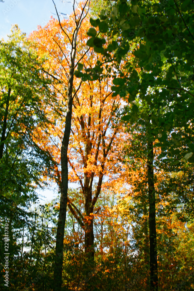 Fototapeta premium Der Herbst in Deutschland ist da