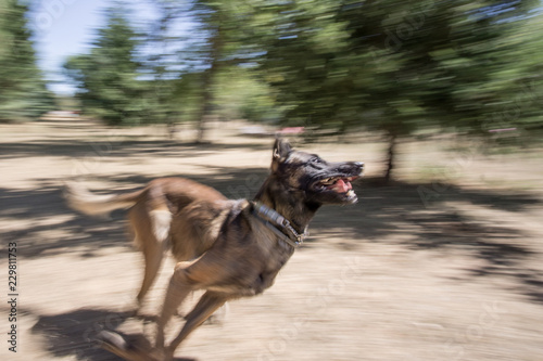 purebred belgian sheepdog malinois in a training of agility, police dog © carles
