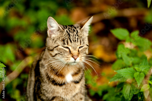 American Bobtail Shorthair Katze im Unterholz © Sauerlandpics