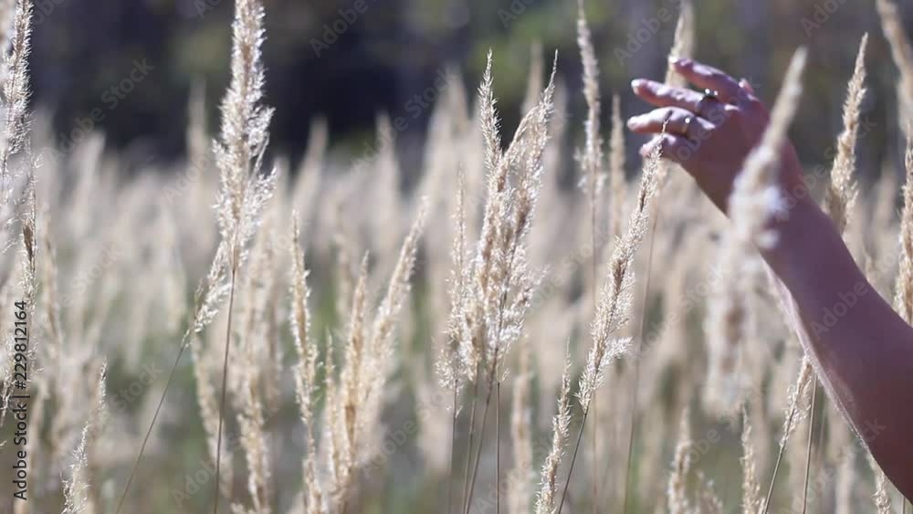 female hand stroking spikelets in the field female hand stroking spikelets in the field