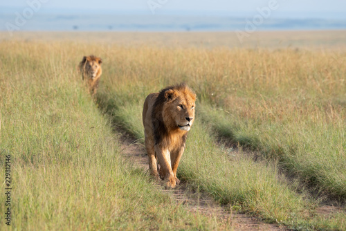 Fototapeta Naklejka Na Ścianę i Meble -  Two lions walking through the savannah