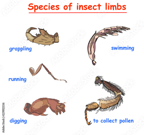 species insect  limbs isolated on white background. species insect legs to swimming, to running,  to digging, to grapling, to colect pollen. educationn vector infographic.