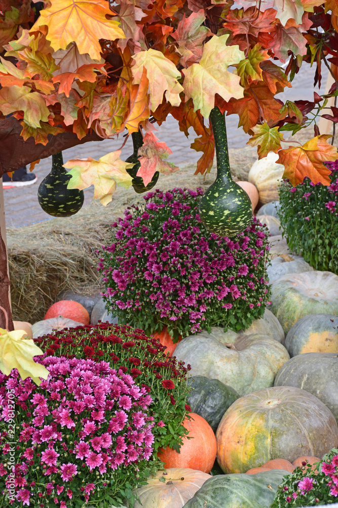 Fototapeta premium Scenery of pumpkins, flowers and plants at the gastronomic festival 