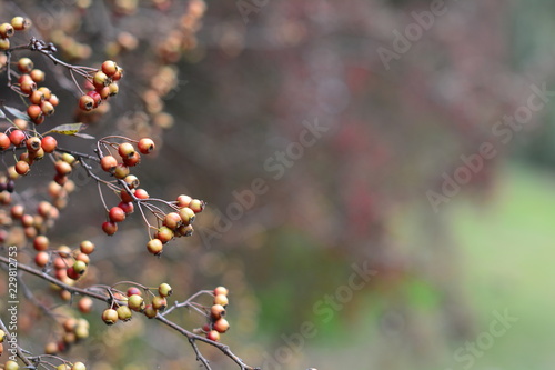 Red berries on dark multicolor blured autumn foliage background © CharMoment