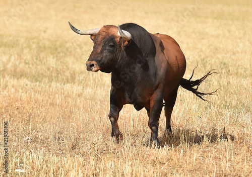 Fototapeta Naklejka Na Ścianę i Meble -  big bull in spain