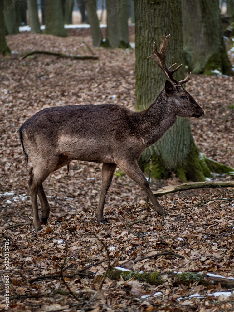 deer deer