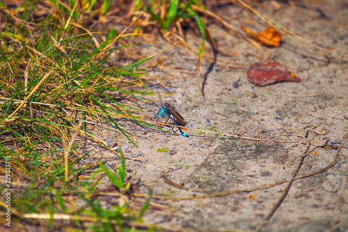 Predatory fly (hawk flies, Asilidae) caught and sucks dragonfly photo