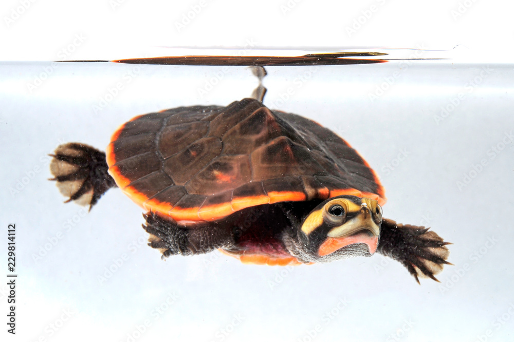 Fototapeta premium Rotbauch-Spitzkopfschildkröte (Emydura subglobosa) - żółw czerwonobrzuchy