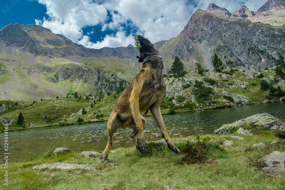 Naklejka premium portrait of a purebred belgian shepherd malinois on nature