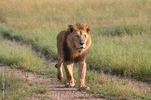 Fototapeta Naklejka Na Ścianę i Meble -  Lion walking through savannah