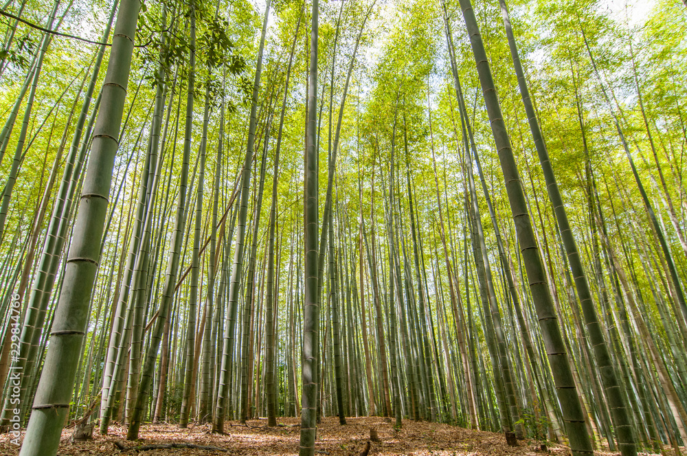 Chikurin-no-Michi (Bamboo Grove) in Arashiyama in Kyoto, Japan. Chikurin-no-Michi (Bamboo Grove) in Arashiyama in Kyoto, Japan.