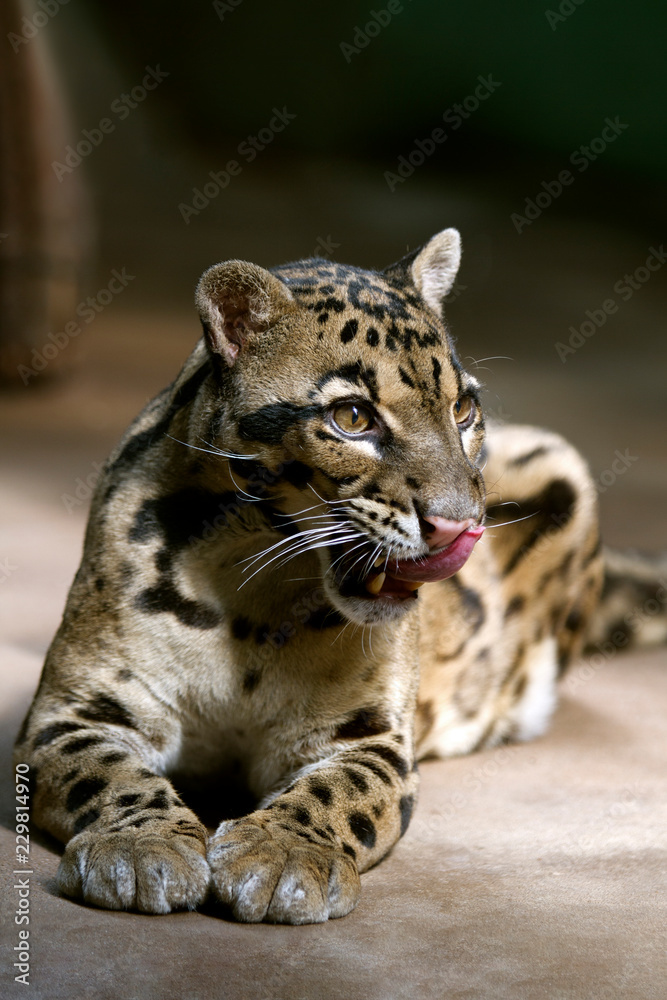Naklejka premium Portret - Cloud Leopard. Dzikie zwierzę w zoo. Kot duży łaciaty. Ścieśniać.