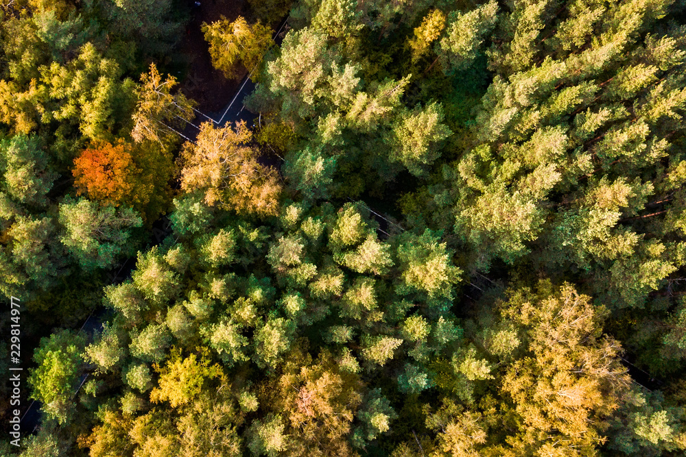 Aerial view. Directly above the deciduous forest in autumn. Top view of the grove with Oak and birch trees. Red, yellow and green lush foliage on the trees. Aerial view. Directly above the deciduous forest in autumn. Top view of the grove with Oak and birch trees. Red, yellow and green lush foliage on the trees.