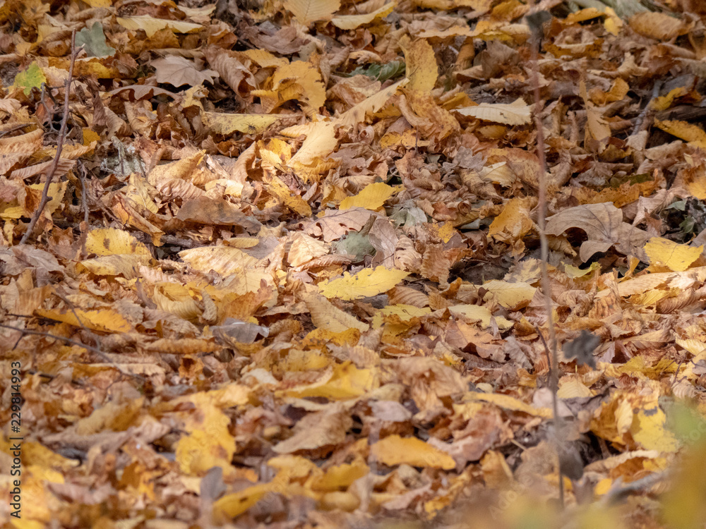 autumn fall leafs close up laying on ground