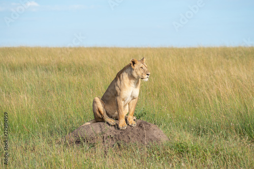 Fototapeta Naklejka Na Ścianę i Meble -  Lioness on a hill