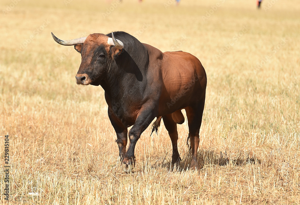 toro en españa toro en españa