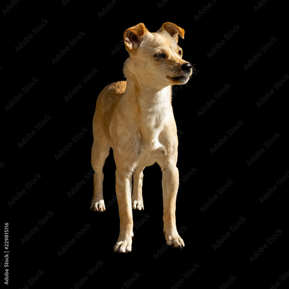 Young mongrel dog standing and looking away Young mongrel dog standing and looking away