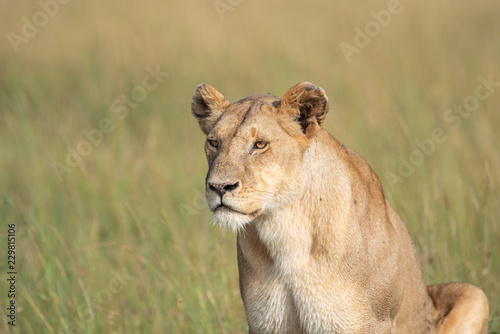 Fototapeta Naklejka Na Ścianę i Meble -  Lioness close-up